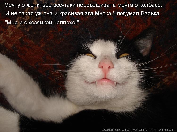Котоматрица: Мечту о женитьбе все-таки перевешивала мечта о колбасе.. "И не такая уж она и красивая,эта Мурка,"-подумал Васька. "Мне и с хозяйкой неплохо!"