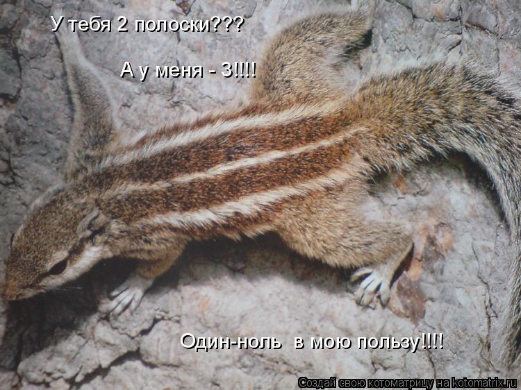Котоматрица: Один-ноль  в мою пользу!!!! У тебя 2 полоски??? А у меня - 3!!!!