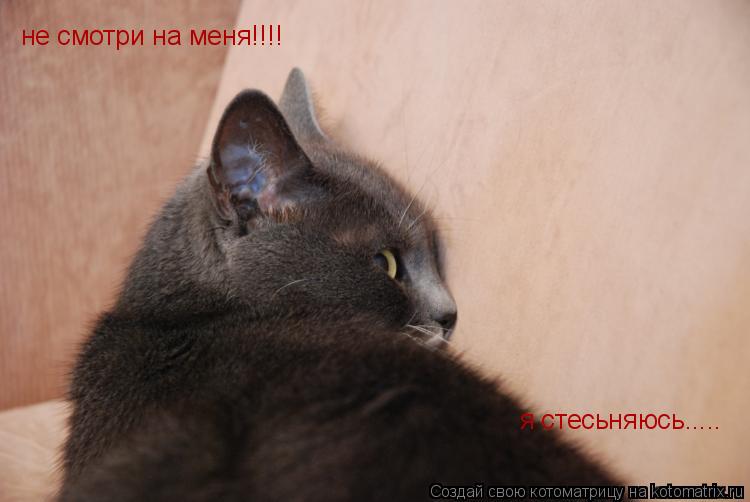 Котоматрица: не смотри на меня!!!! я стесьняюсь.....