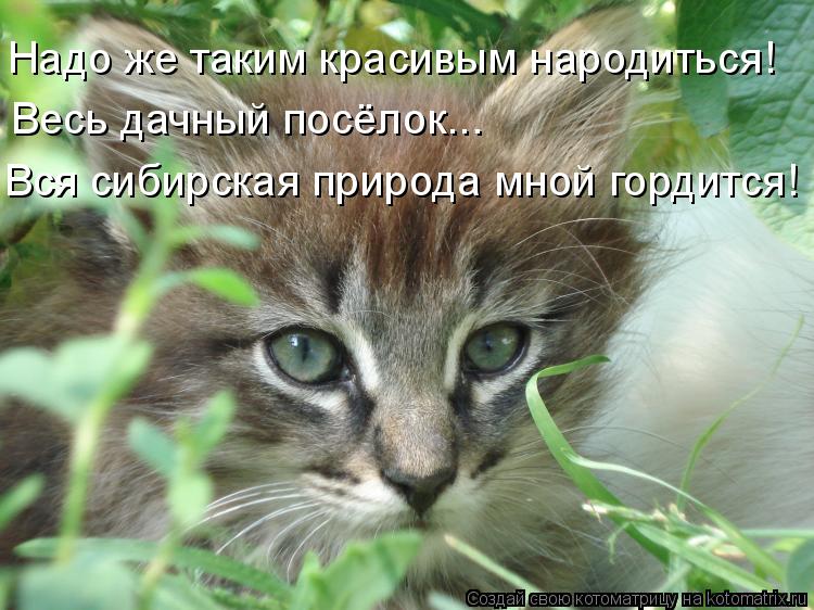 Котоматрица: Надо же таким красивым народиться! Весь дачный посёлок... Вся сибирская природа мной гордится!