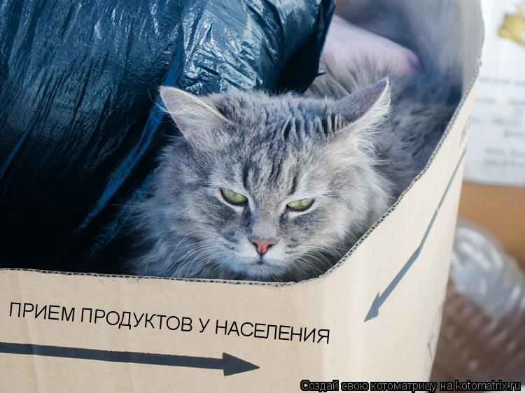 Котоматрица: ПРИЕМ ПРОДУКТОВ У НАСЕЛЕНИЯ