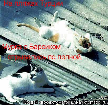 Котоматрица: На пляжах Турции Мурка с Барсиком отрывались по полной.