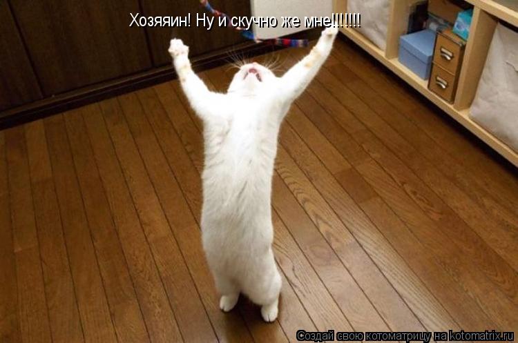 Котоматрица: Хозяяин! Ну и скучно же мне!!!!!!!