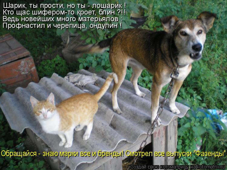 Шарик, ты прости, но ты - лошарик ! Кто щас шифером-то кроет, блин ?!! Ведь новейших много матерьялов... Котоматрица: Шарик, ты прости, но ты - лошарик ! Кто щас шифером-то кроет, блин ?!! Ведь новейших много матерьялов : Профнастил и черепица, ондулин ! Обращайс
