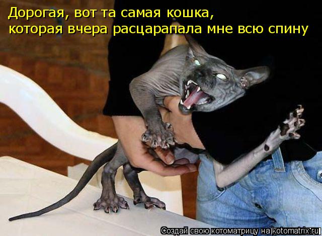 Дорогая, вот та самая кошка, которая вчера расцарапала мне всю спину... Котоматрица: Дорогая, вот та самая кошка, которая вчера расцарапала мне всю спину