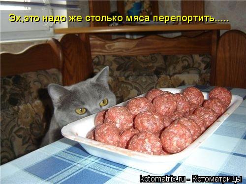 Котоматрица: Эх,это надо же столько мяса перепортить.....