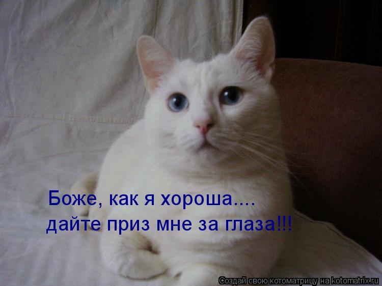 Боже, как я хороша.... дайте приз мне за глаза!!!... Котоматрица: Боже, как я хороша.... дайте приз мне за глаза!!!