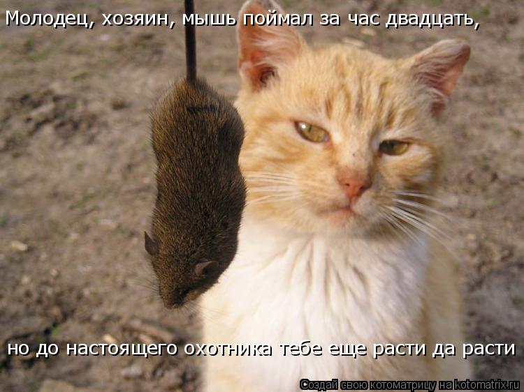 Молодец, хозяин, мышь поймал за час двадцать , но до настоящего охотника тебе еще расти да расти... Котоматрица: Молодец, хозяин, мышь поймал за час двадцать , но до настоящего охотника тебе еще расти да расти