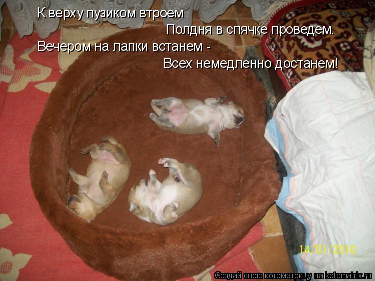 К верху пузиком втроем Полдня в спячке проведем. Вечером на лапки встанем - Всех немедленно достанем!... Котоматрица: К верху пузиком втроем Полдня в спячке проведем. Вечером на лапки встанем - Всех немедленно достанем!