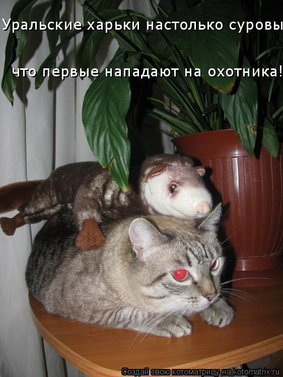 Уральские харьки настолько суровы, что первые нападают на охотника!... Котоматрица: Уральские харьки настолько суровы, что первые нападают на охотника!