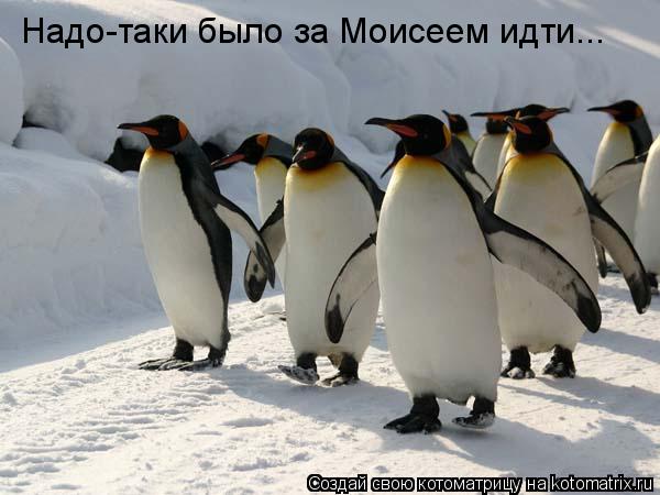 Надо-таки было за Моисеем идти...... Котоматрица: Надо-таки было за Моисеем идти...