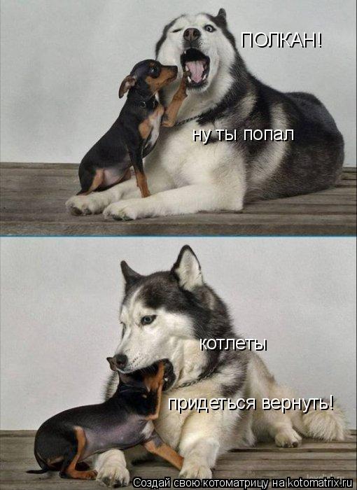 Котоматрица: ПОЛКАН! ну ты попал котлеты  придеться вернуть!