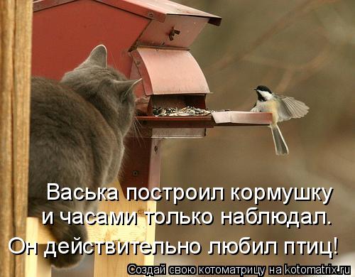 Васька построил кормушку Он действительно любил птиц! и часами только наблюдал.... Котоматрица: Васька построил кормушку Он действительно любил птиц! и часами только наблюдал.