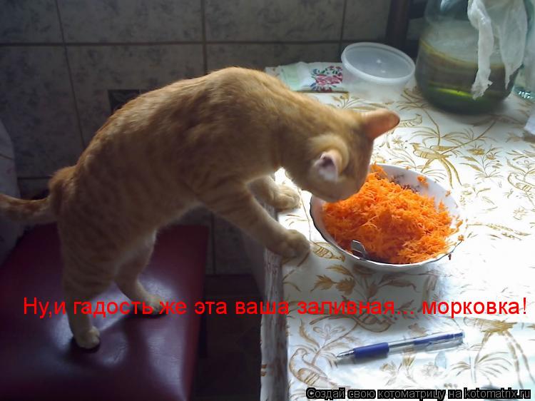 Котоматрица: Ну,и гадость же эта ваша заливная... морковка!