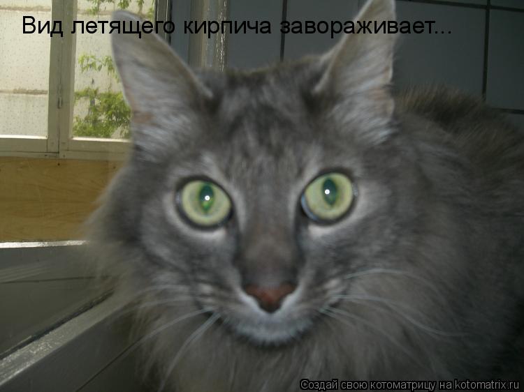 Котоматрица: Вид летящего кирпича завораживает...
