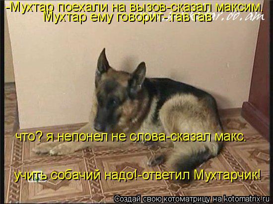 Котоматрица: -Мухтар поехали на вызов-сказал максим. Мухтар ему говорит-:гав гав  что? я непонел не слова-сказал макс. учить собачий надо!-ответил Мухтарчи
