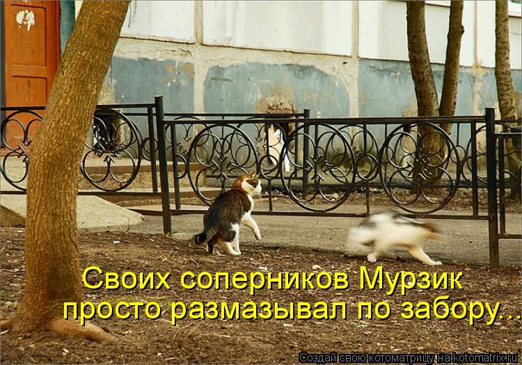 Своих соперников Мурзик просто размазывал по забору...... Котоматрица: Своих соперников Мурзик просто размазывал по забору...