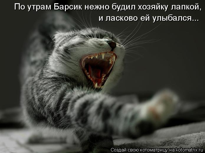 По утрам Барсик нежно будил хозяйку лапкой, и ласково ей улыбался...... Котоматрица: По утрам Барсик нежно будил хозяйку лапкой, и ласково ей улыбался...
