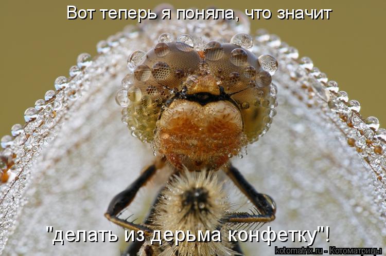 Вот теперь я поняла, что значит "делать из дерьма конфетку"!... Котоматрица: Вот теперь я поняла, что значит "делать из дерьма конфетку"!