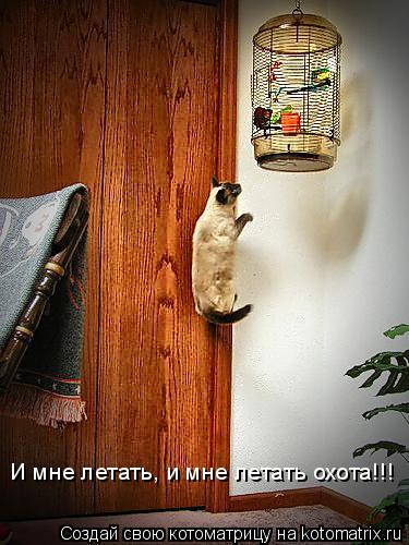 Котоматрица: И мне летать, и мне летать охота!!!