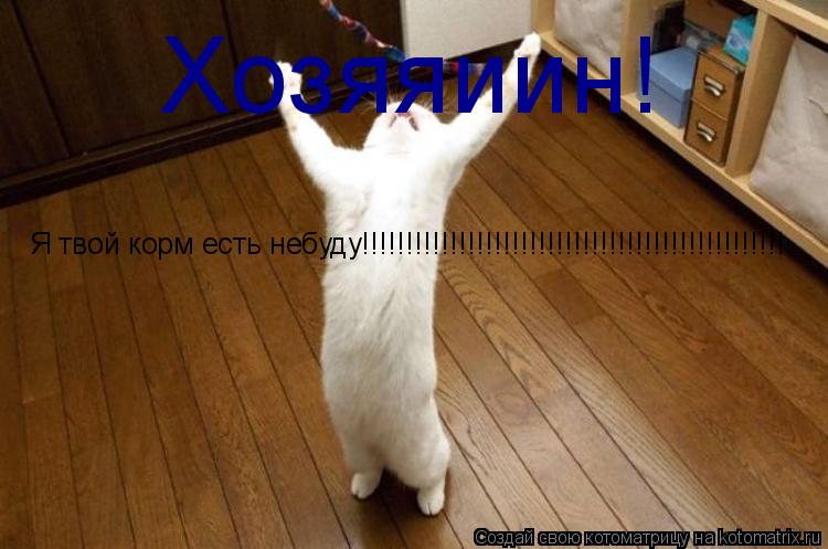 Котоматрица: Xозяяиин! Я твой корм есть небуду!!!!!!!!!!!!!!!!!!!!!!!!!!!!!!!!!!!!!!!!!!!!!!!!