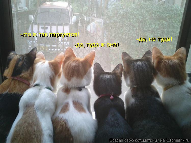 -кто ж так паркуется! -да, куда ж она! -да, не туда!... Котоматрица: -кто ж так паркуется! -да, куда ж она! -да, не туда!