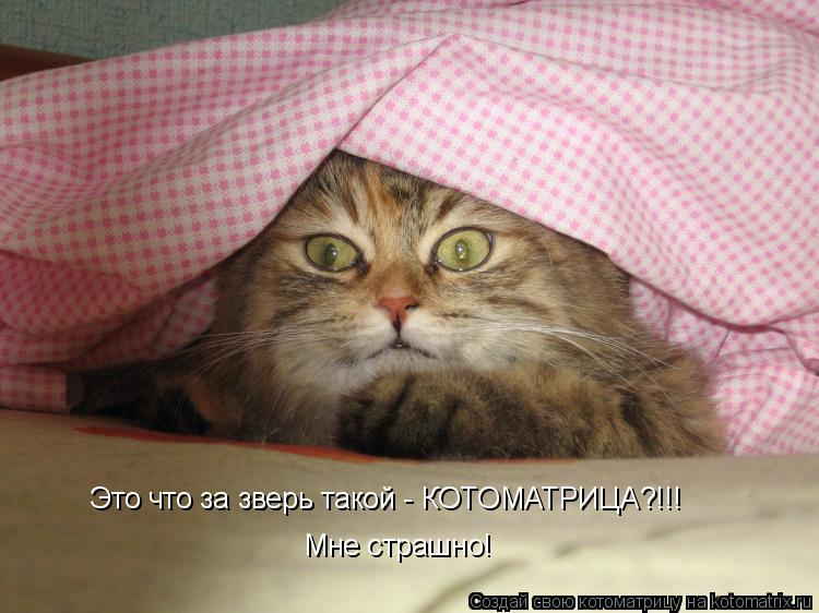 Это что за зверь такой - КОТОМАТРИЦА?!!! Мне страшно!... Котоматрица: Это что за зверь такой - КОТОМАТРИЦА?!!! Мне страшно!