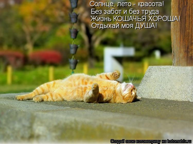 Солнце, лето - красота! Без забот и без труда Жизнь КОШАЧЬЯ ХОРОША! Отдыхай моя ДУША!... Котоматрица: Солнце, лето - красота! Без забот и без труда Жизнь КОШАЧЬЯ ХОРОША! Отдыхай моя ДУША!
