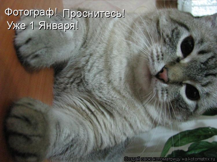 Котоматрица: Фотограф! Проснитесь! Уже 1 Января!