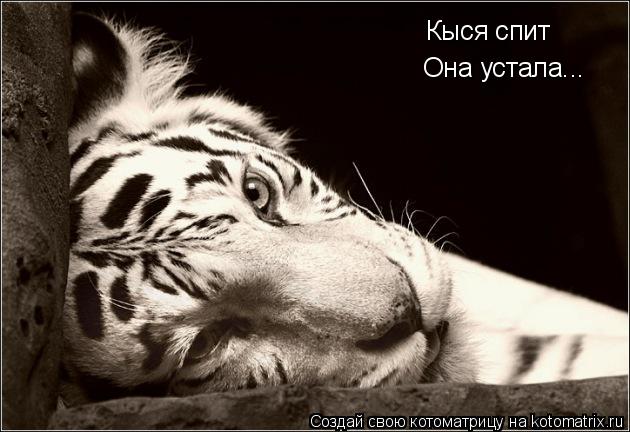 Котоматрица: Кыся спит Она устала...