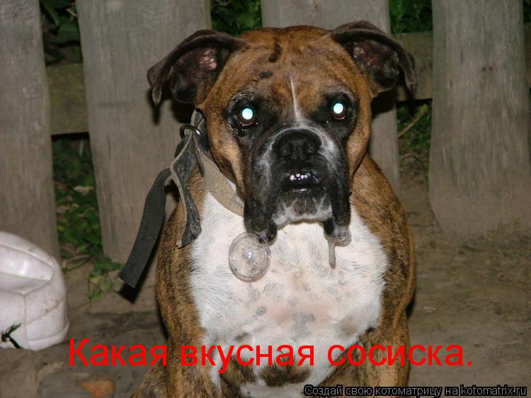 Котоматрица: Какая вкусная сосиска.