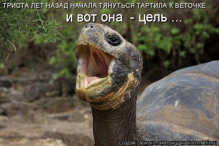 ТРИСТА ЛЕТ НАЗАД НАЧАЛА ТЯНУТЬСЯ ТАРТИЛА К ВЕТОЧКЕ и вот она - цель ...... Котоматрица: ТРИСТА ЛЕТ НАЗАД НАЧАЛА ТЯНУТЬСЯ ТАРТИЛА К ВЕТОЧКЕ и вот она - цель ...