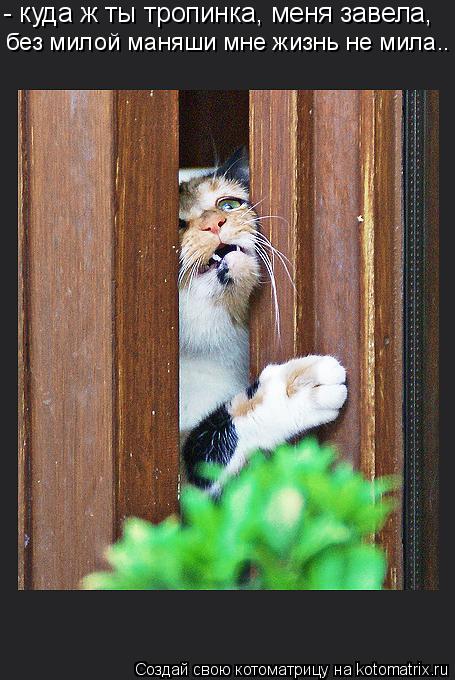 - куда ж ты тропинка, меня завела, без милой маняши мне жизнь не мила..... Котоматрица: - куда ж ты тропинка, меня завела, без милой маняши мне жизнь не мила..