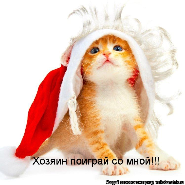 Хозяин поиграй со мной!!! Хозяин поиграй со мной!!!... Котоматрица: Хозяин поиграй со мной!!! Хозяин поиграй со мной!!!