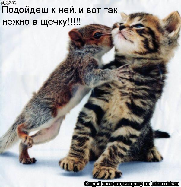 нежно в щечку!!!!! Подойдеш к ней, и вот так... Котоматрица: нежно в щечку!!!!! Подойдеш к ней, и вот так