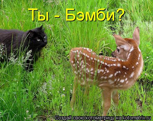 Котоматрица: Ты - Бэмби?
