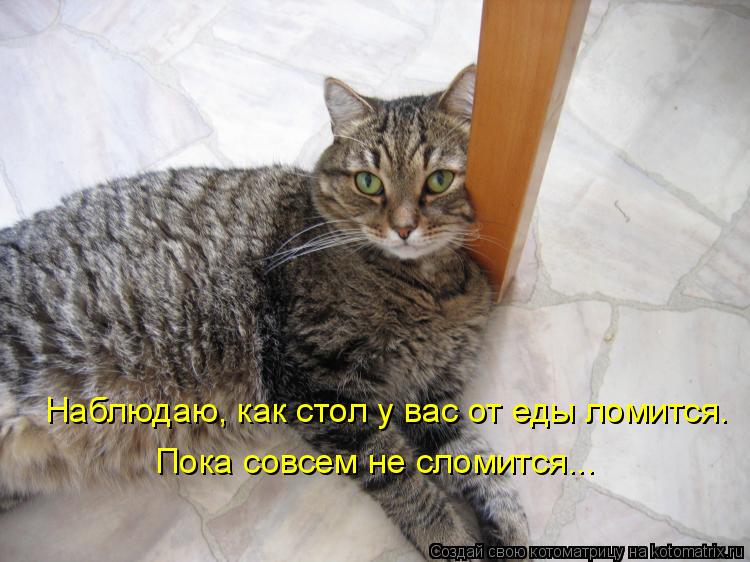 Котоматрица: Наблюдаю, как стол у вас от еды ломится. Пока совсем не сломится...