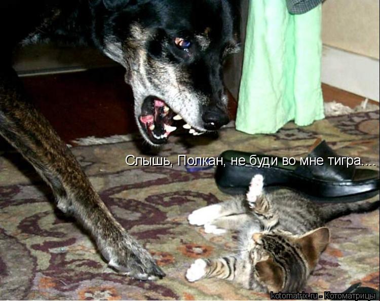 Котоматрица: Слышь, Полкан, не буди во мне тигра....