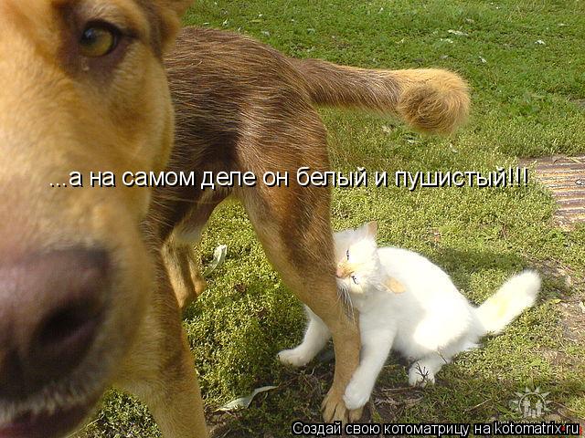 Котоматрица: ...а на самом деле он белый и пушистый!!!