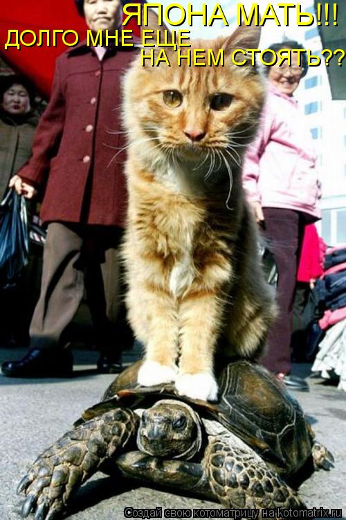 Котоматрица: ДОЛГО МНЕ ЕЩЕ  НА НЕМ СТОЯТЬ?? ЯПОНА МАТЬ!!!