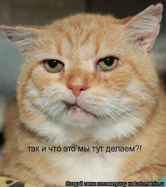 Котоматрица: так и что это мы тут делаем?!