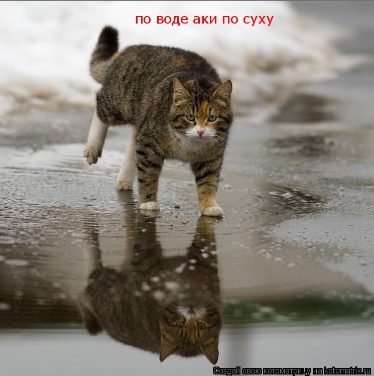 Котоматрица: по воде аки по суху