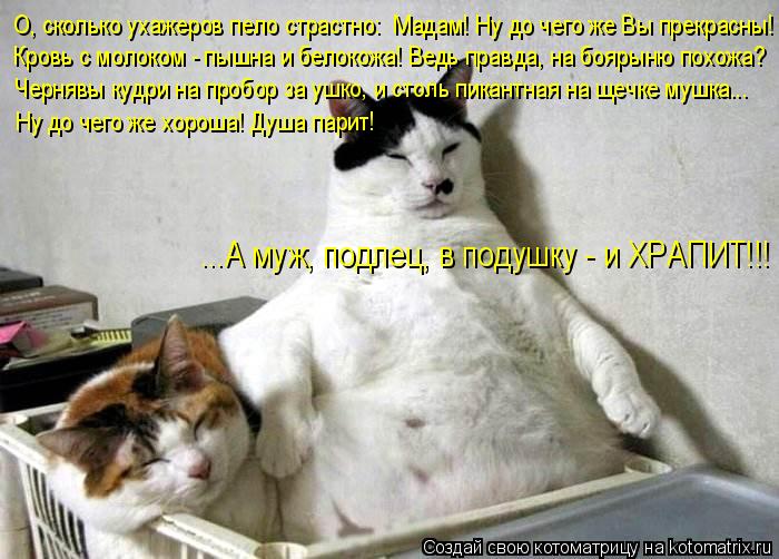 О, сколько ухажеров пело страстно: «Мадам! Ну до чего же Вы прекрасны!» Кровь с молоком - пышна и бел... Котоматрица: О, сколько ухажеров пело страстно: «Мадам! Ну до чего же Вы прекрасны!» Кровь с молоком - пышна и белокожа! Ведь правда, на боярыню похожа? Чер