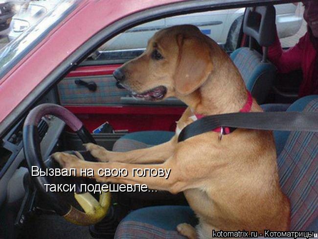 Котоматрица: Вызвал на свою голову  такси подешевле...