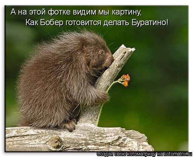 А на этой фотке видим мы картину, Как Бобер готовится делать Буратино!... Котоматрица: А на этой фотке видим мы картину, Как Бобер готовится делать Буратино!