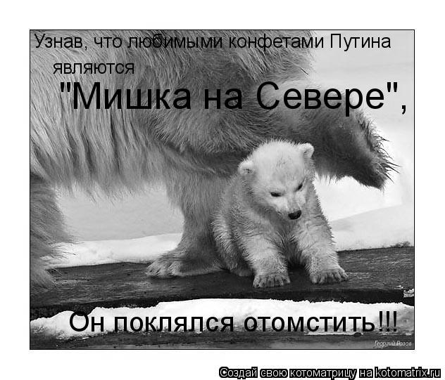 Котоматрица: Узнав, что любимыми конфетами Путина  являются  "Мишка на Севере",  Он поклялся отомстить!!!