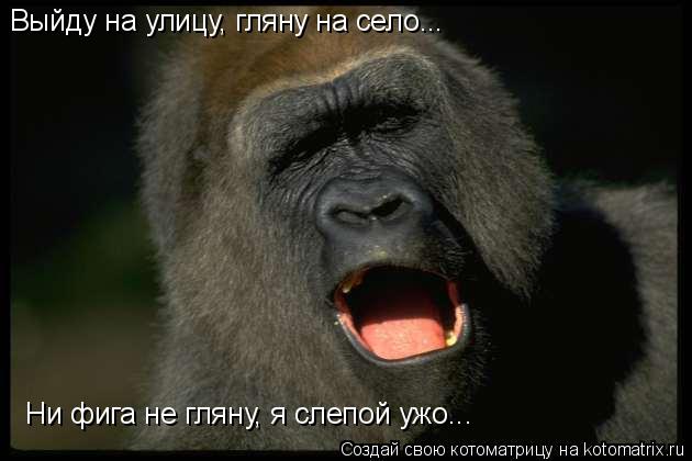 Котоматрица: Выйду на улицу, гляну на село... Ни фига не гляну, я слепой ужо...