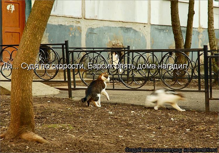 Котоматрица: Да... Судя по скорости, Барсик опять дома нагадил...