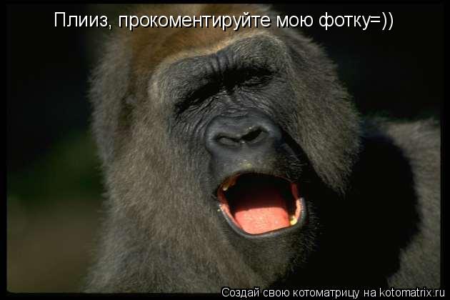 Котоматрица: Плииз, прокоментируйте мою фотку=))