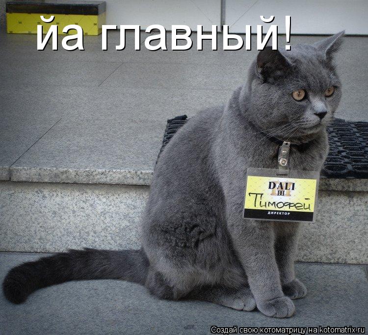 Котоматрица: йа главный!